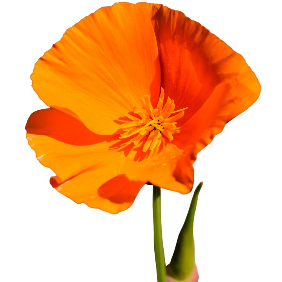 orange California poppy