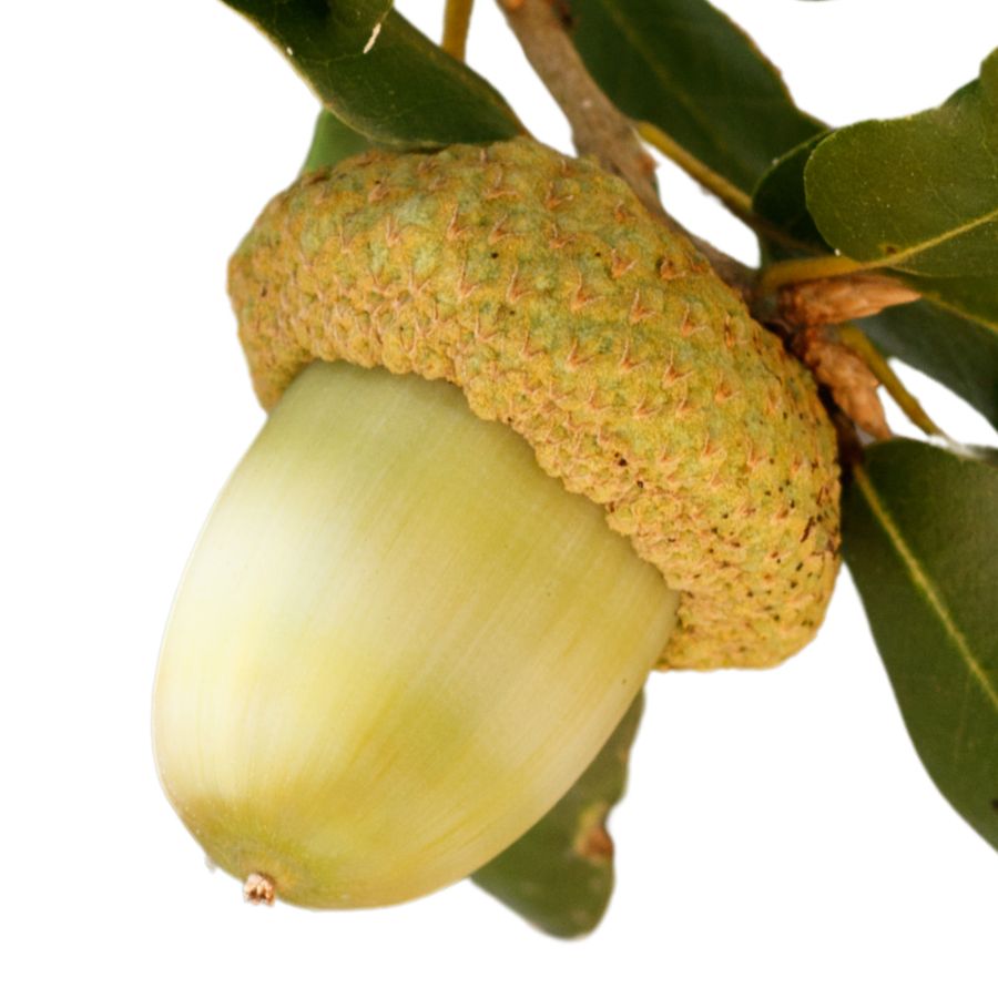 canyon live oak acorn