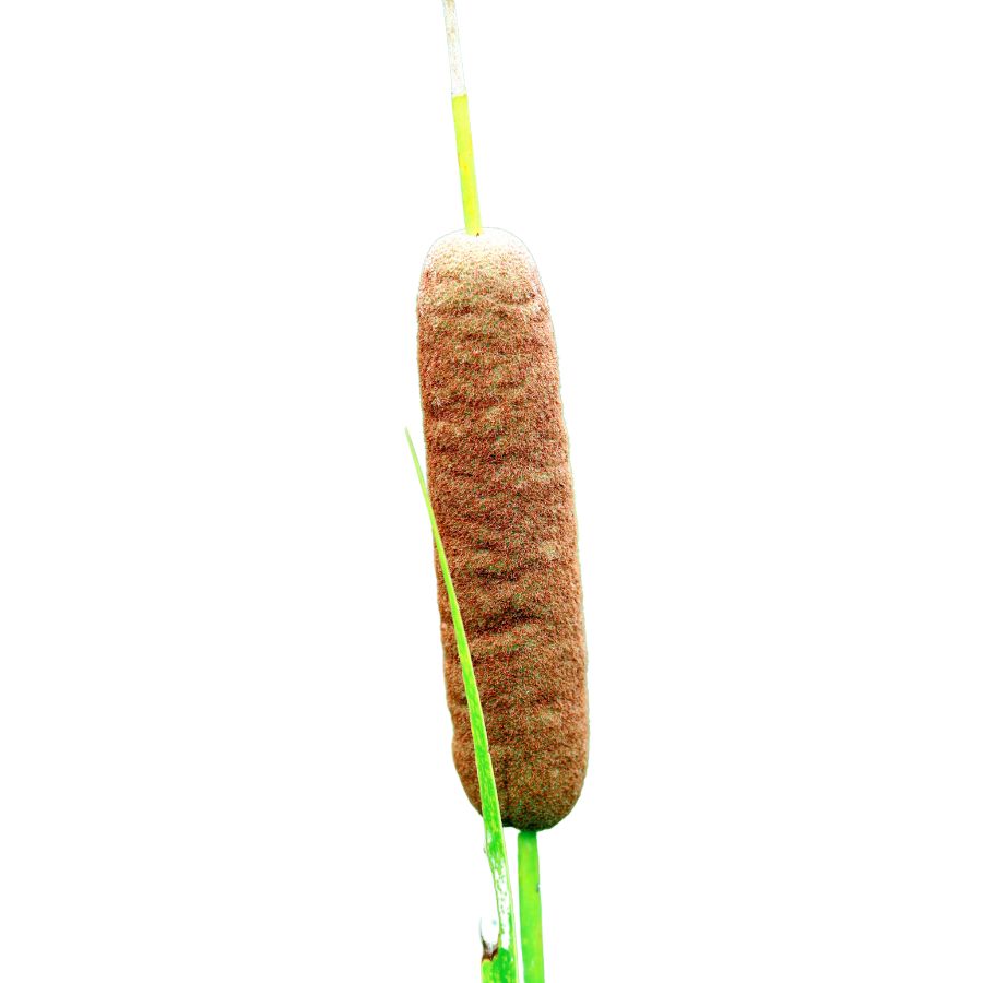 cattail stalk