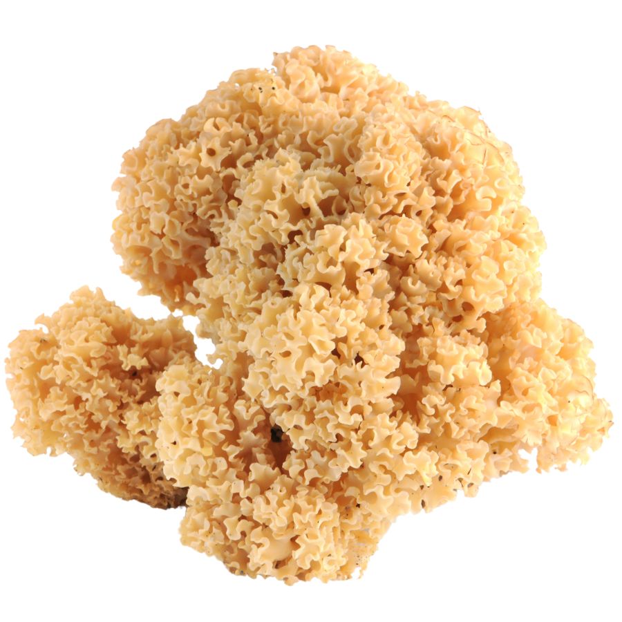 pale yellow cauliflower mushroom