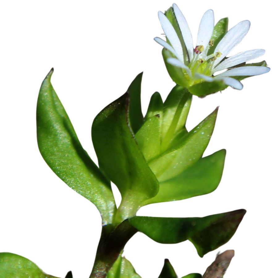 white chickweed flower with leaves