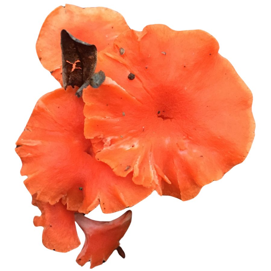 several red-orange cinnabar chanterelle mushrooms