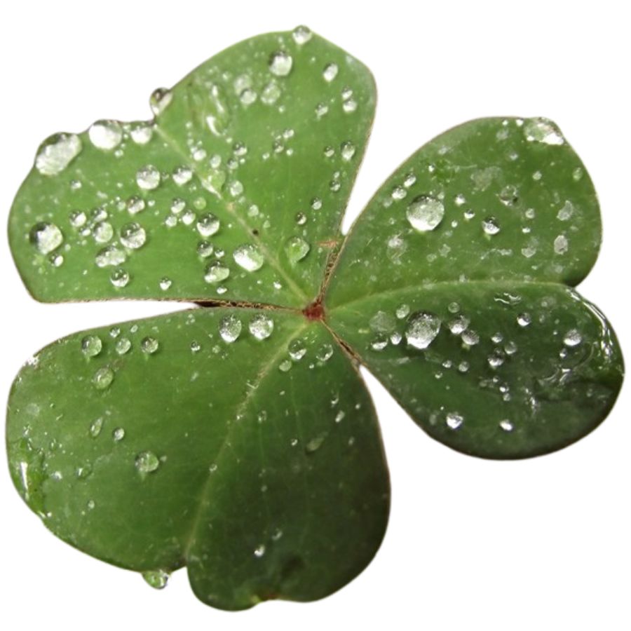 green coastal redwood sorrel leaf
