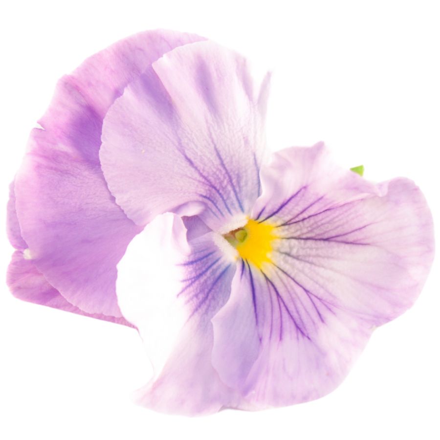pale purple common blue violet flower