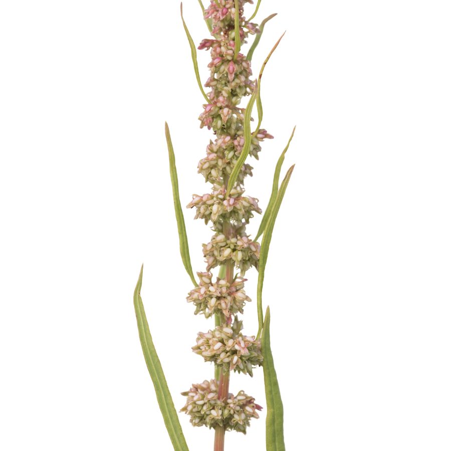 curly dock stalk