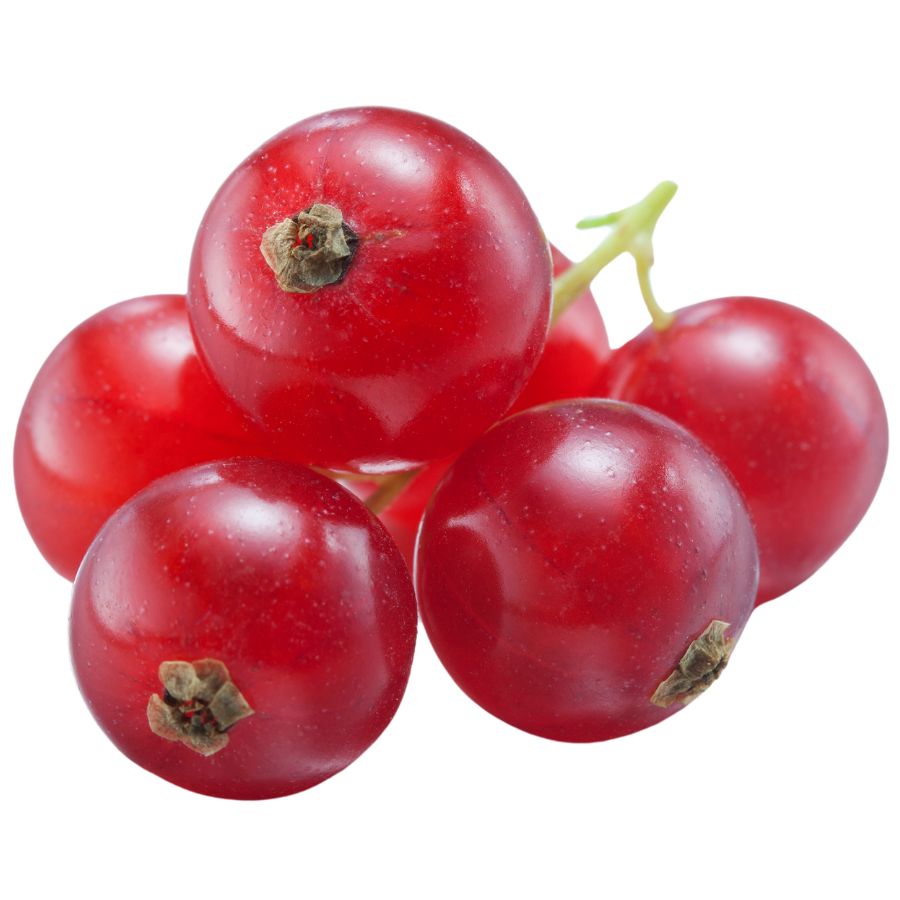 several red currant berries