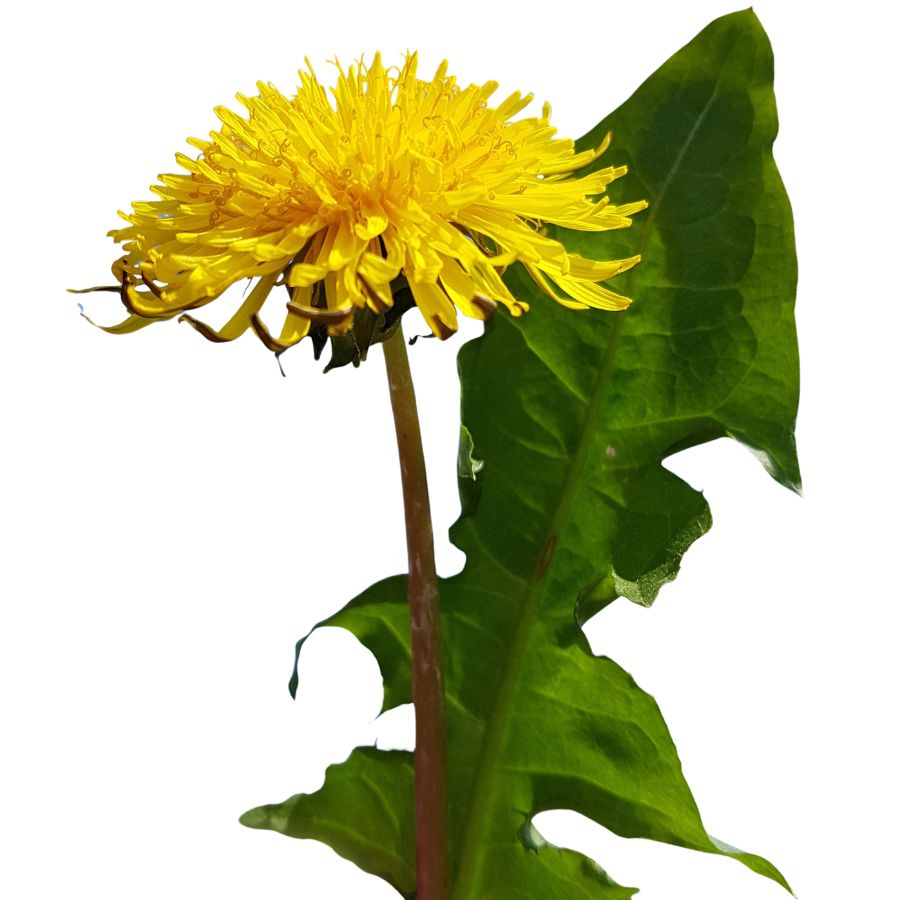 yellow dandelion flower with green leaf