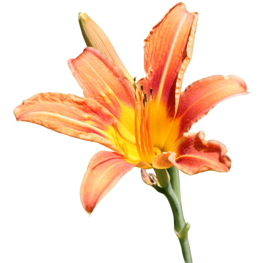 orange daylily flower