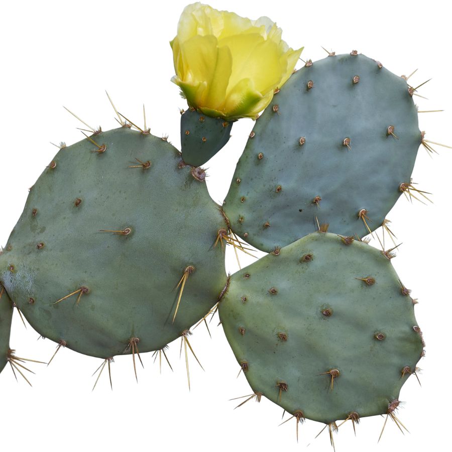 desert prickly pear cactus with yellow flower