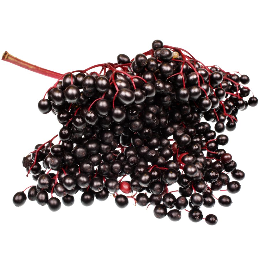 several deep purple elderberries