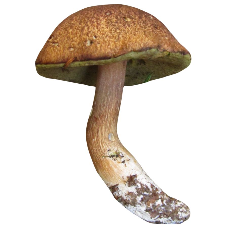 fib king bolete mushroom with a long stem