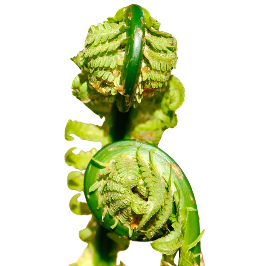 two curling fiddlehead ferns