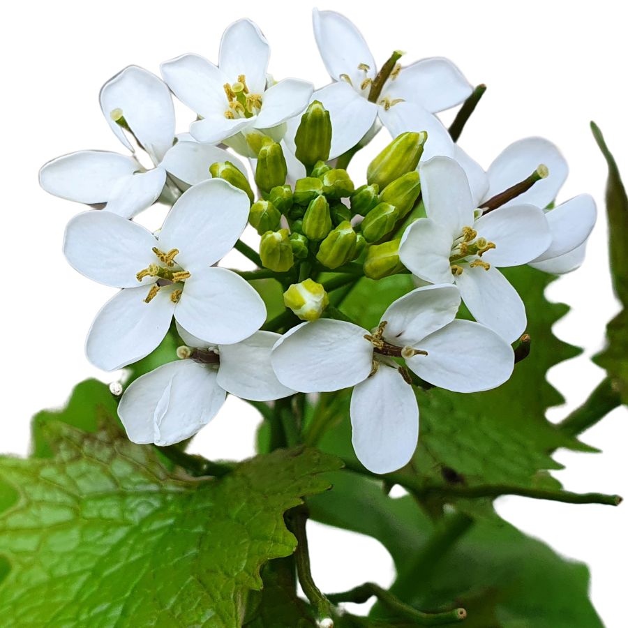 several white garlic mustard flowers with green leaves