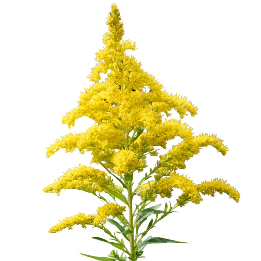 yellow goldenrod flowers