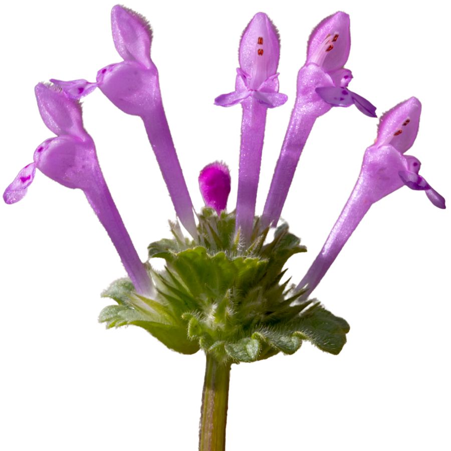 five purple henbit flowers