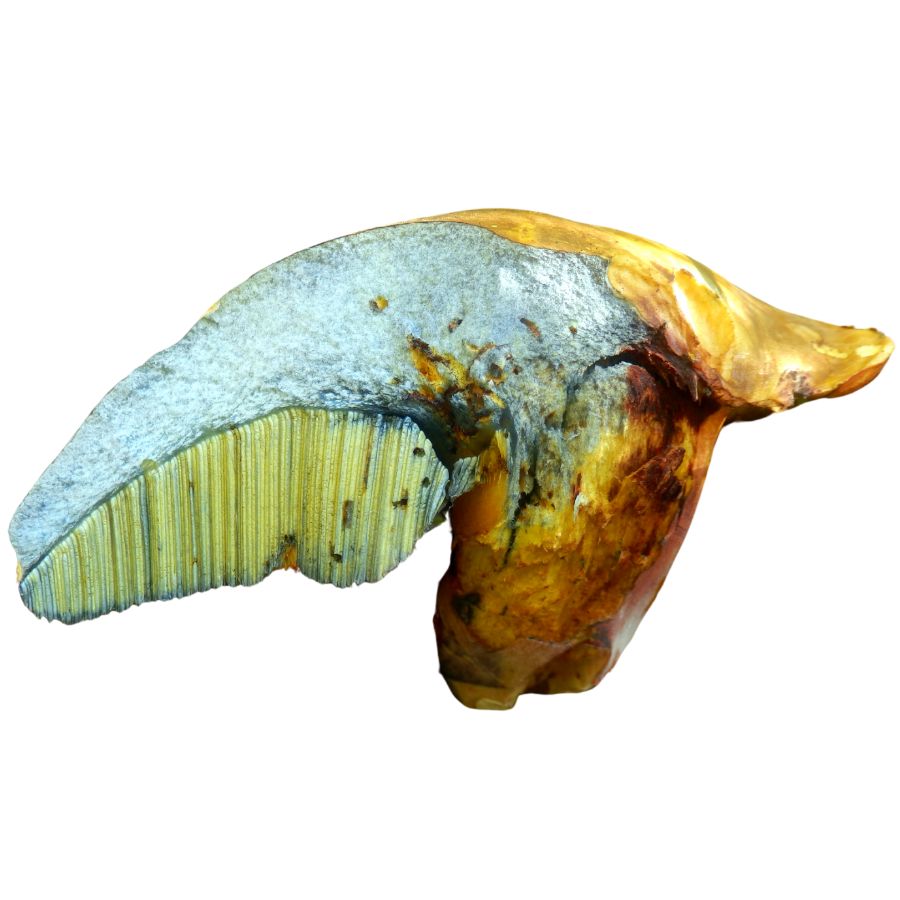 damaged huron bolete mushroom