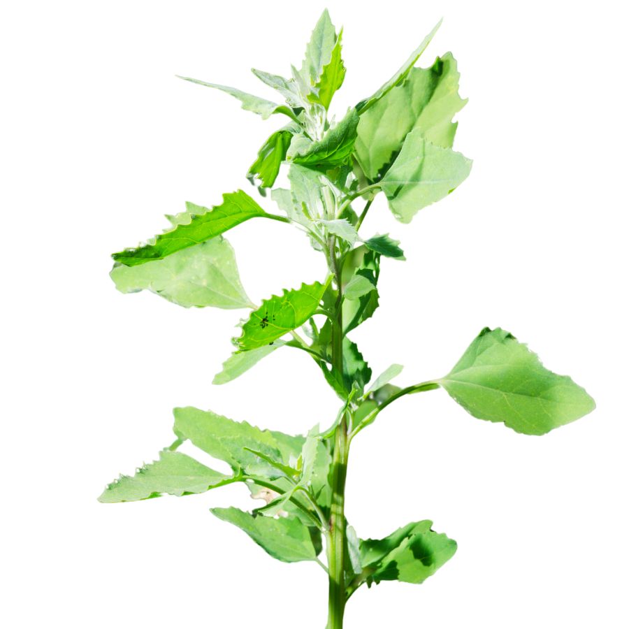 lamb's quarters leaves on a stalk
