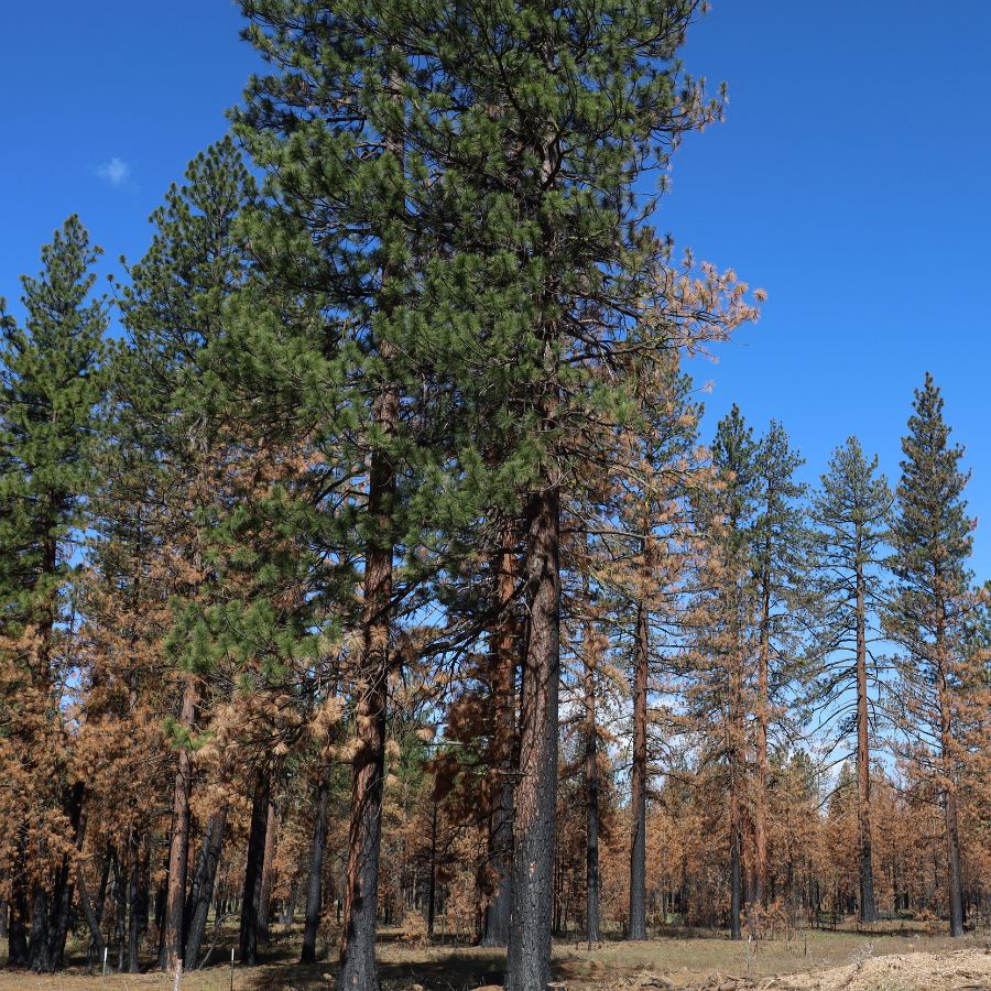 trees and clearing in a forest
