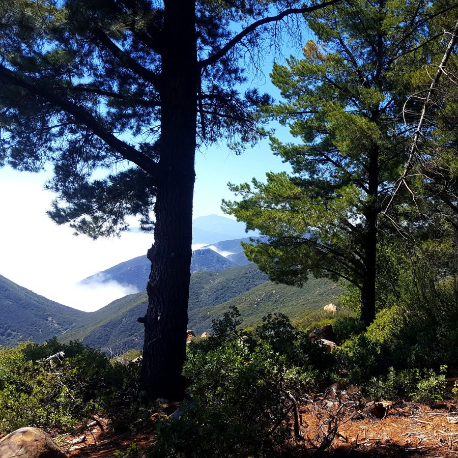 trees on a mountain slope