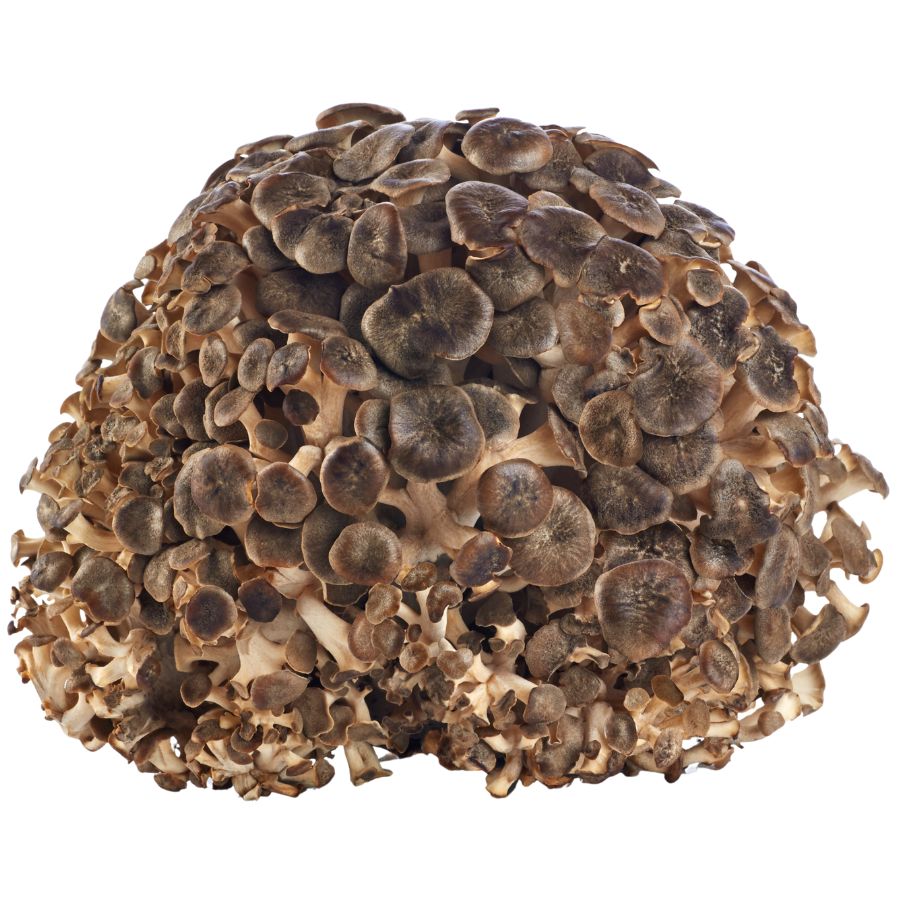 maitake mushroom cluster