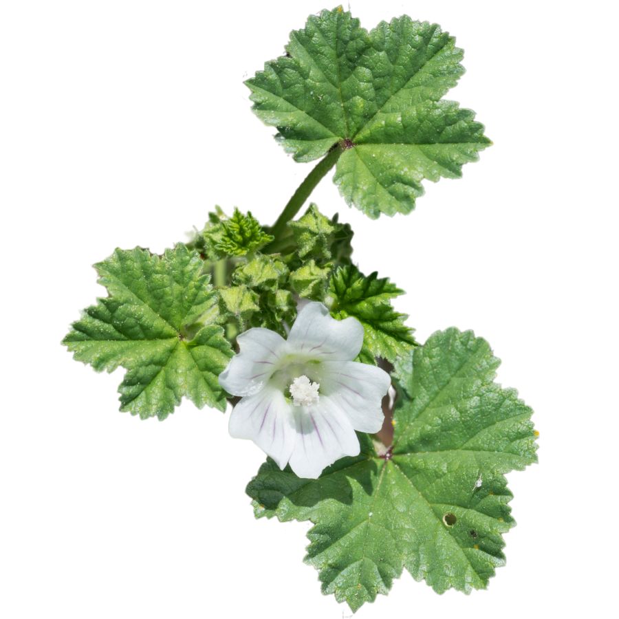 white mallow flower with green leaves