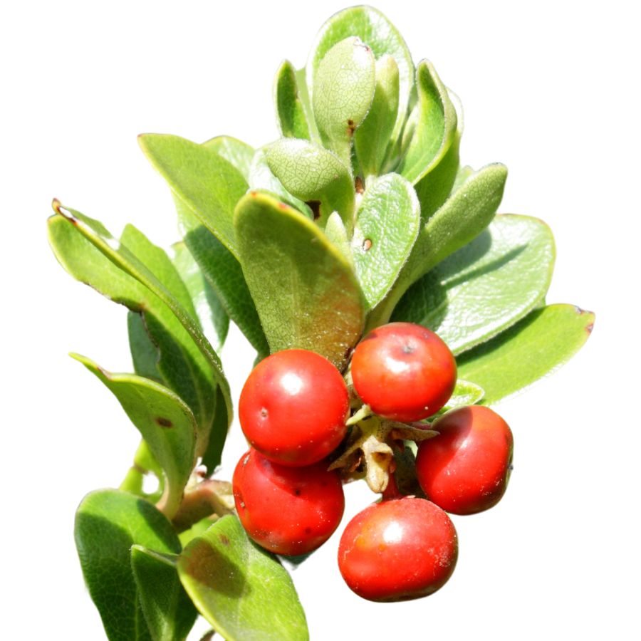 five red manzanita berries with several green leaves