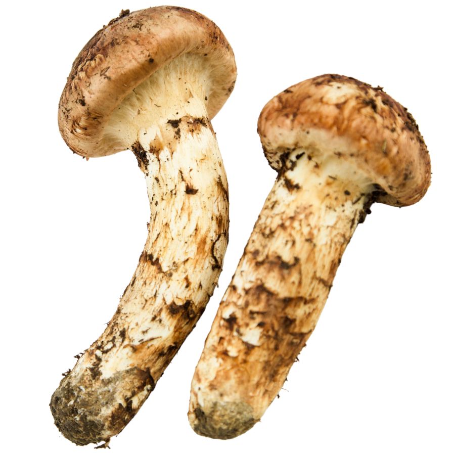 two matsutake mushrooms