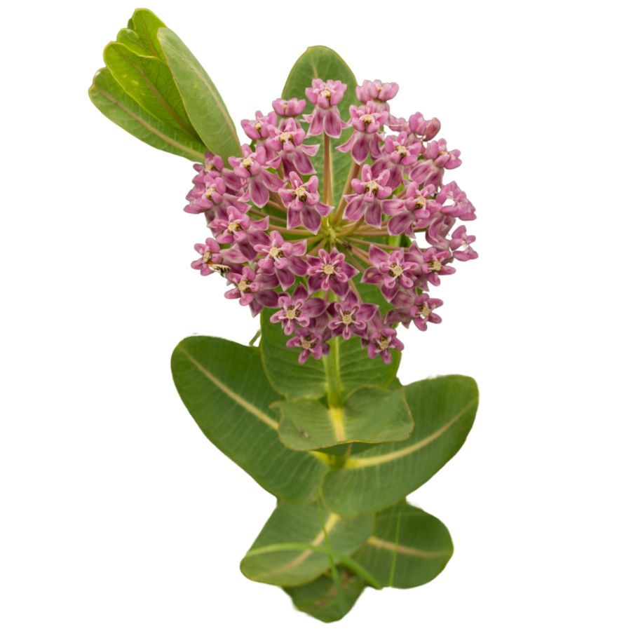 pink milkweed flower cluster with leaves