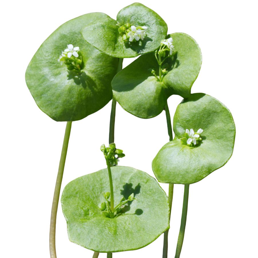 five green miner's lettuce leaves