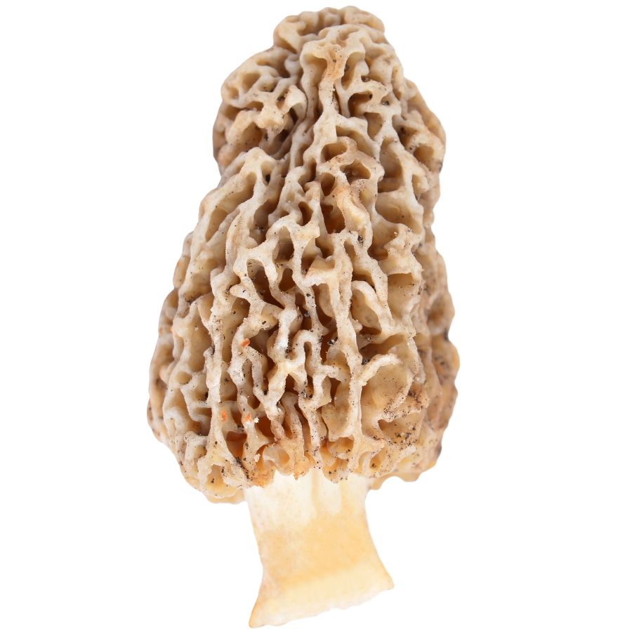 pale yellow morel mushroom