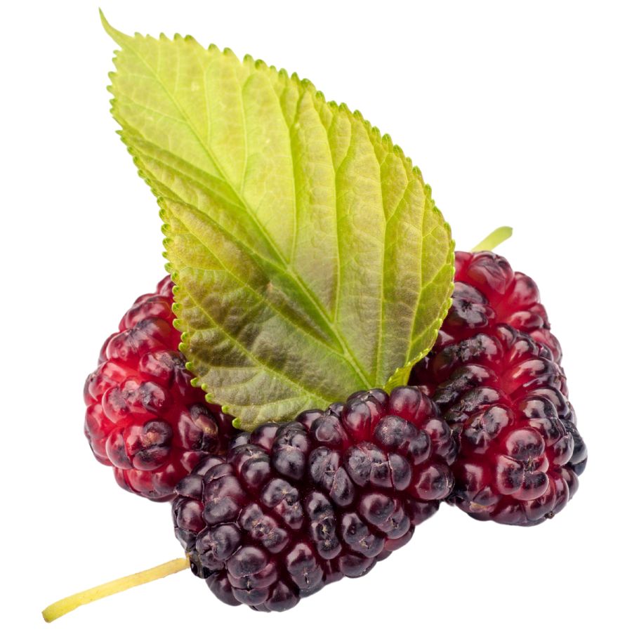 three red mulberries with a green leaf