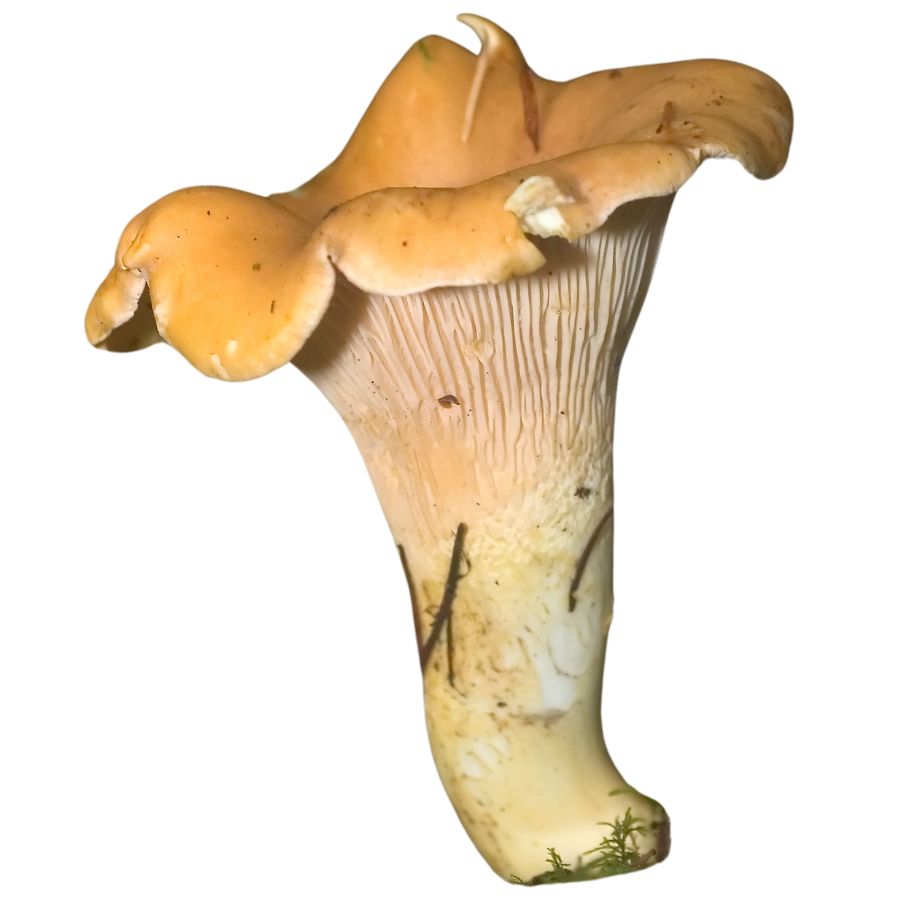yellow chanterelle mushroom
