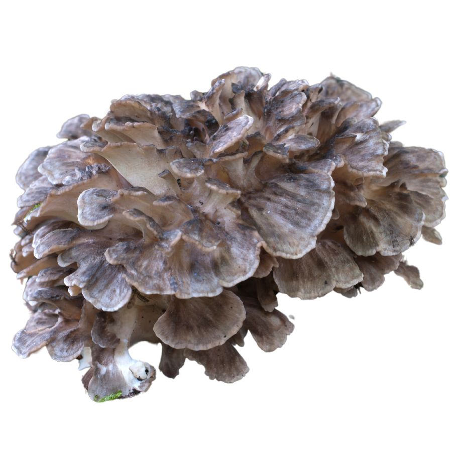 brown maitake mushroom cluster