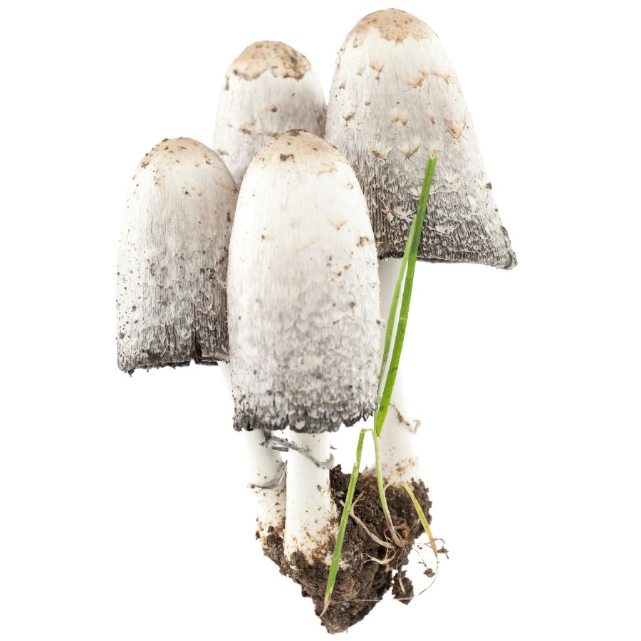 four white shaggy mane mushrooms