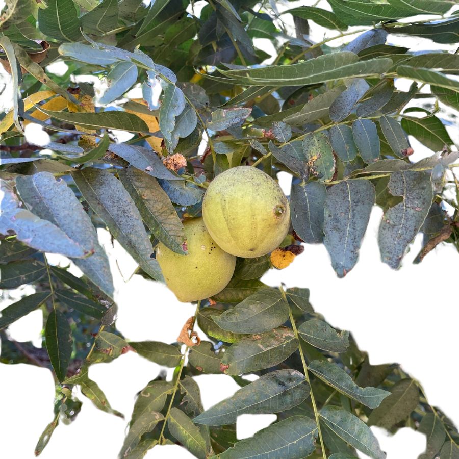 two Northern California black walnuts on a leafy branch