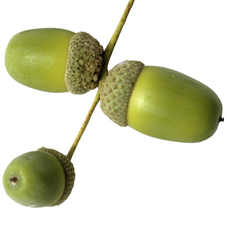 three green oak acorns