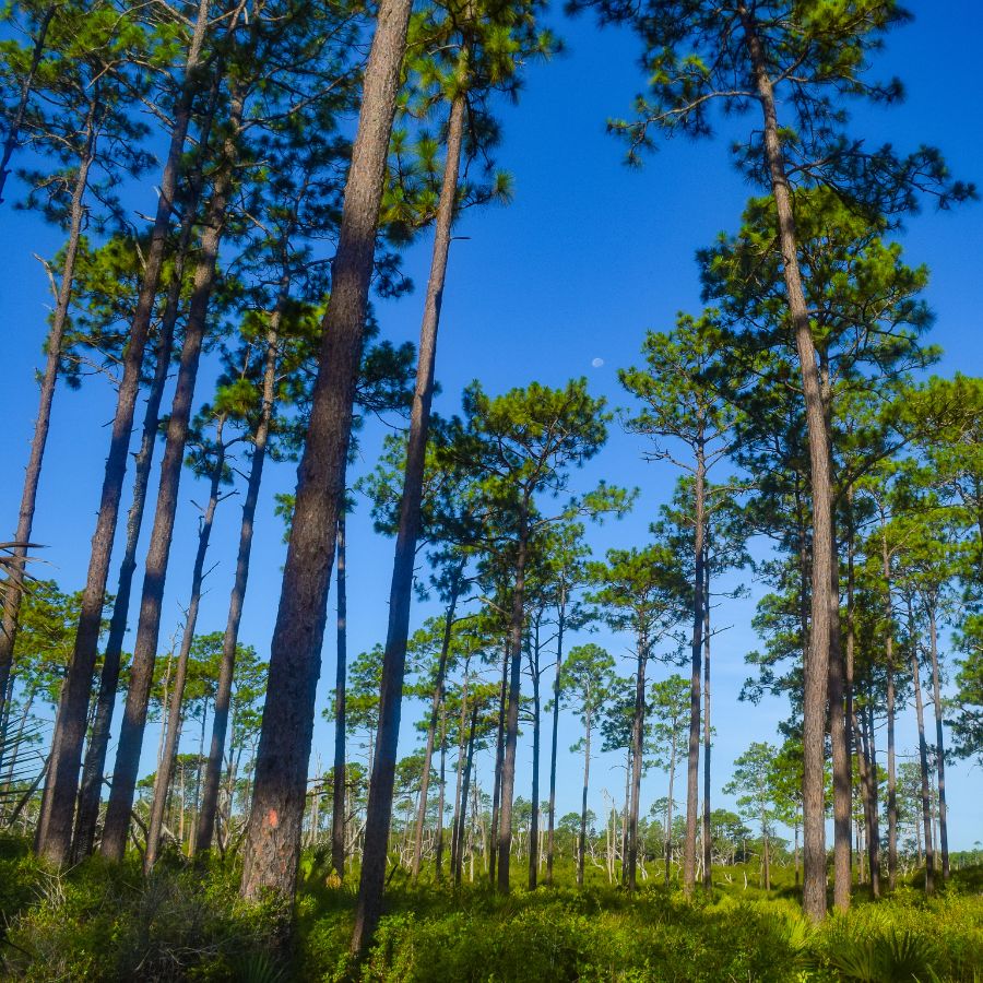 trees in a forest