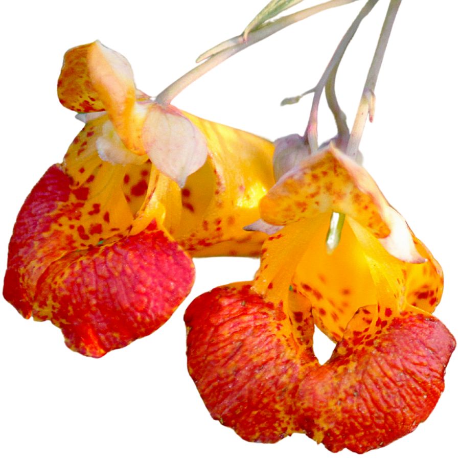 two orange jewelweed flowers