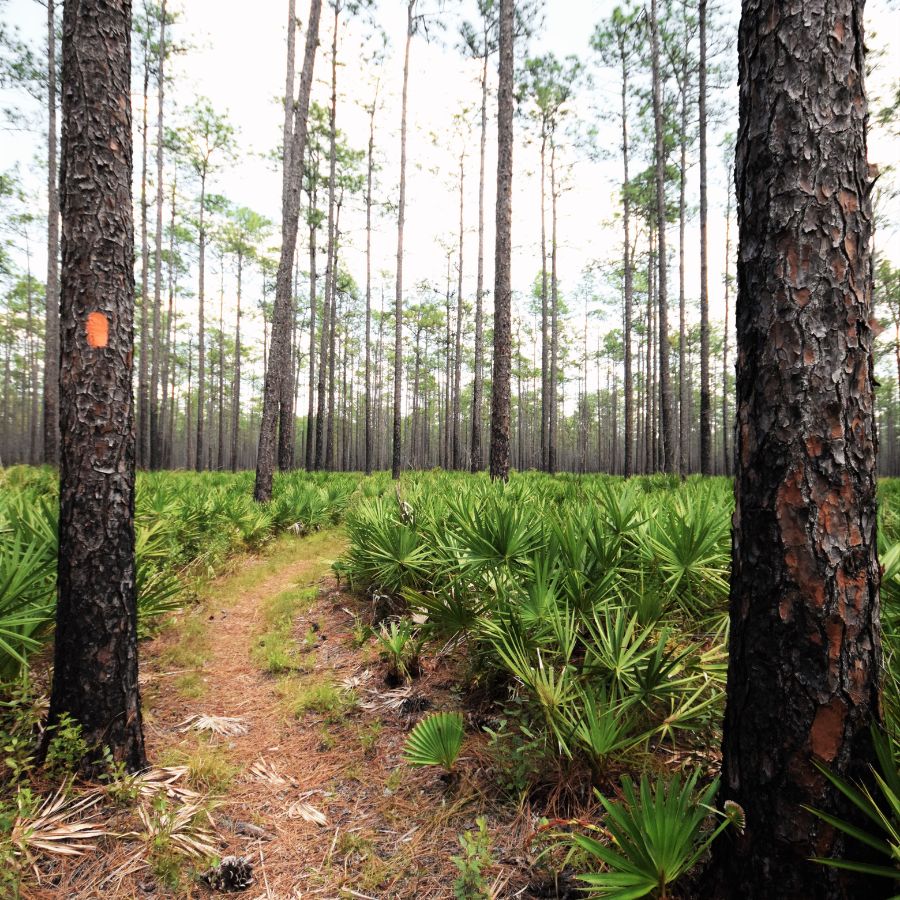 dirt trail in a forest