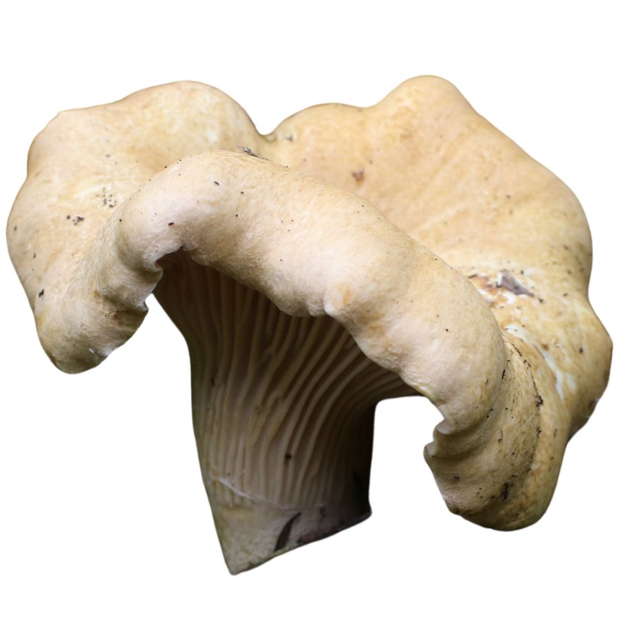pale yellow Pacific golden chanterelle