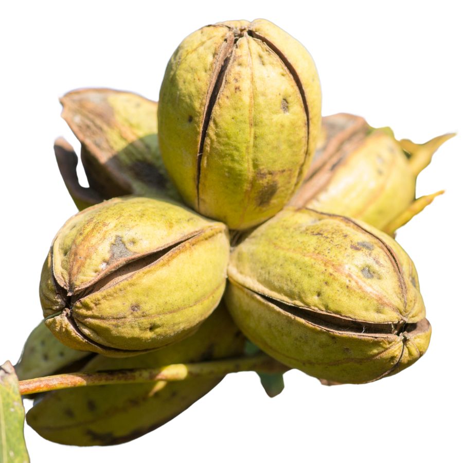 several green pecan nut shells