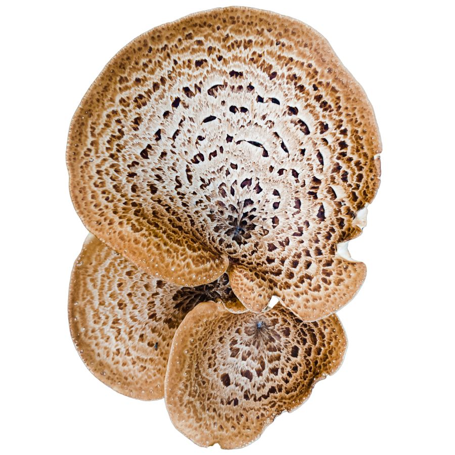dryad's saddle mushrooms clustered together