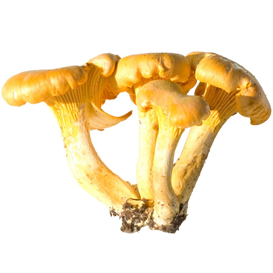 four yellow chanterelle mushrooms