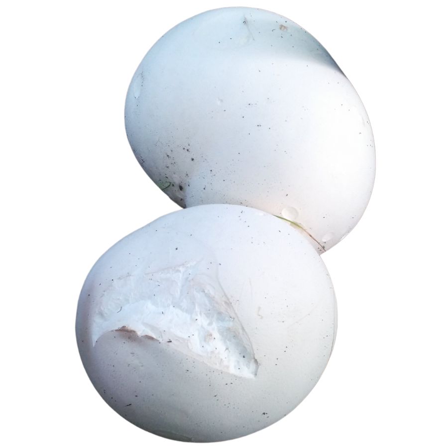 two smooth puffball mushrooms