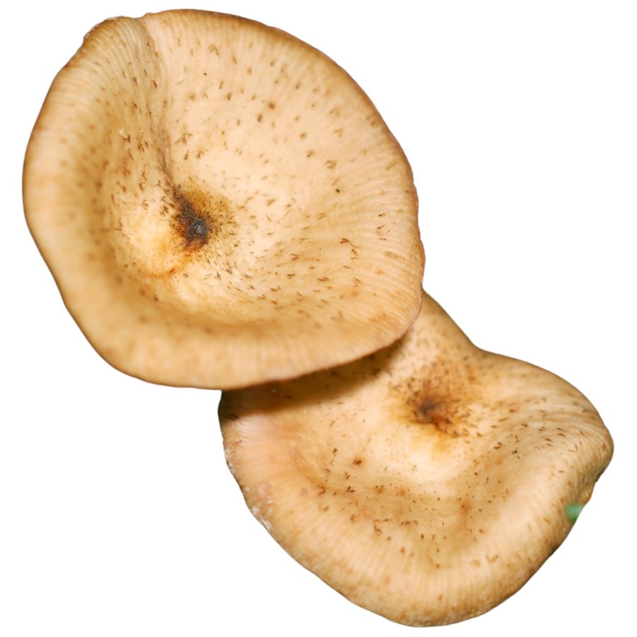 two pale brown ringless honey mushrooms
