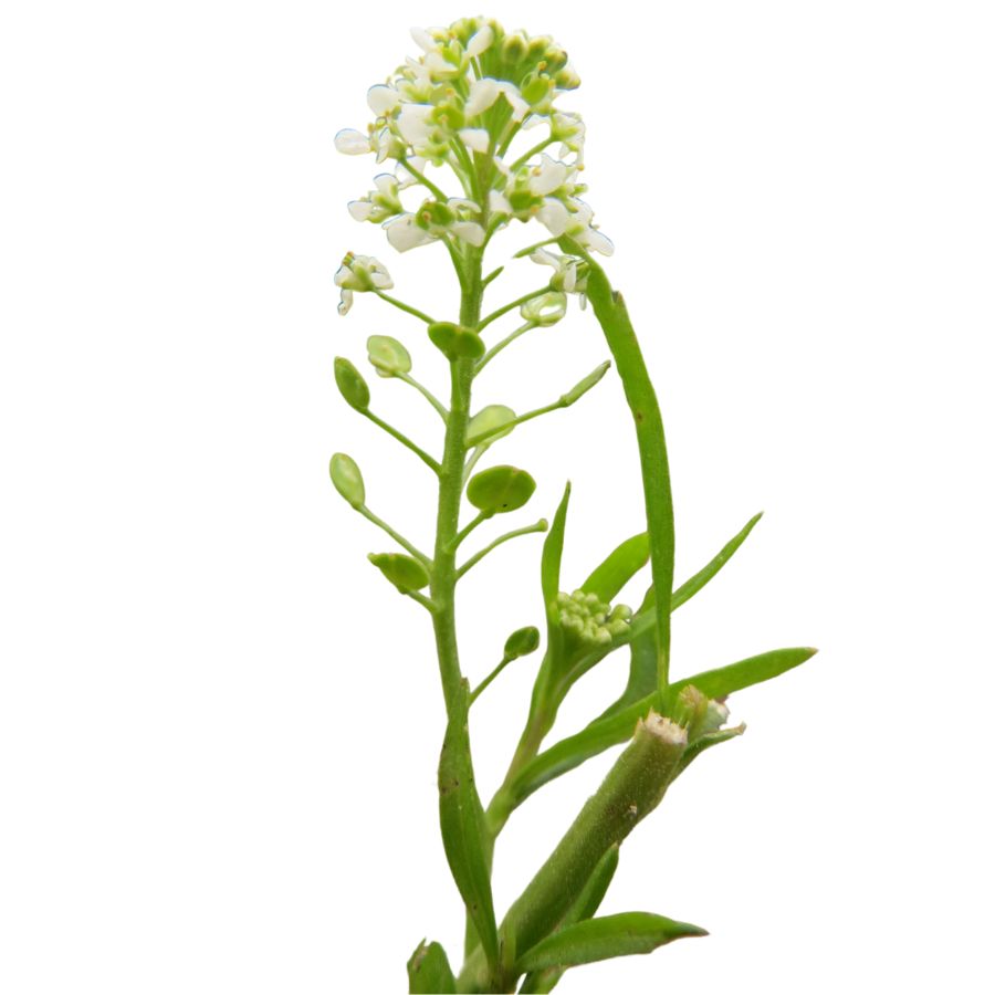 several white flowers on a peppergrass stalk