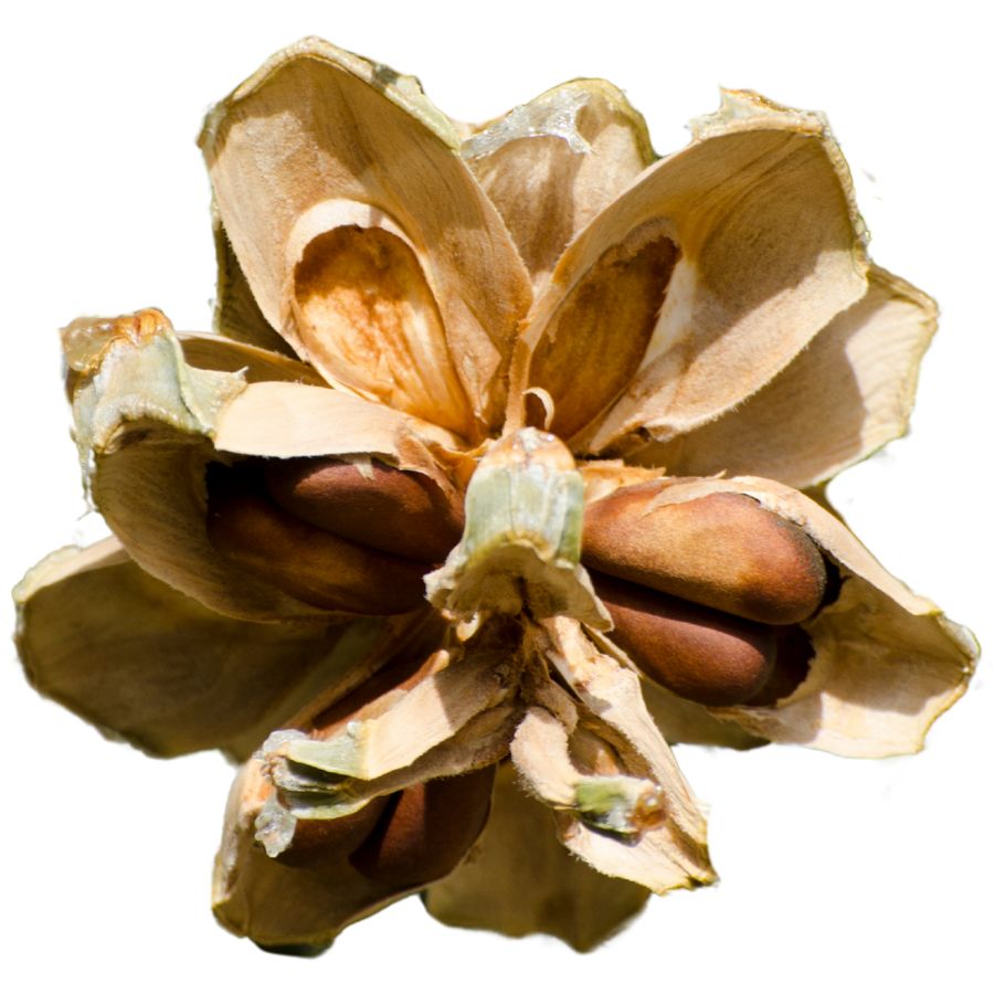 pinyon pine nuts