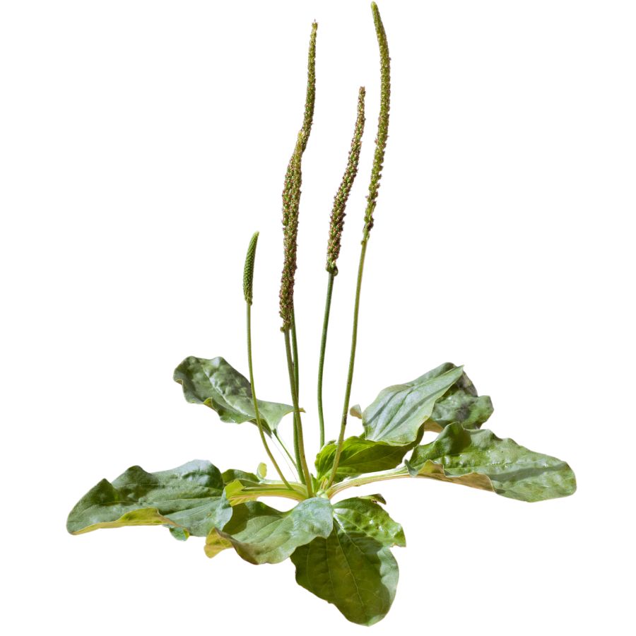 green plantain plant