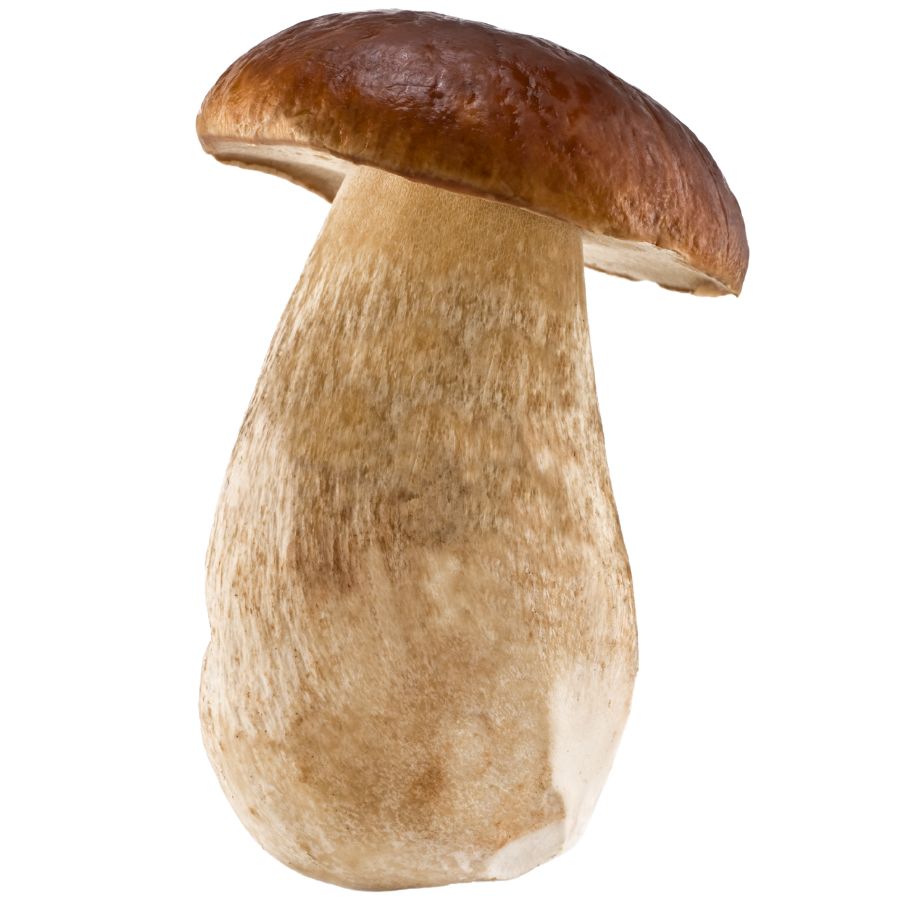 porcini mushroom with brown cap and white stem