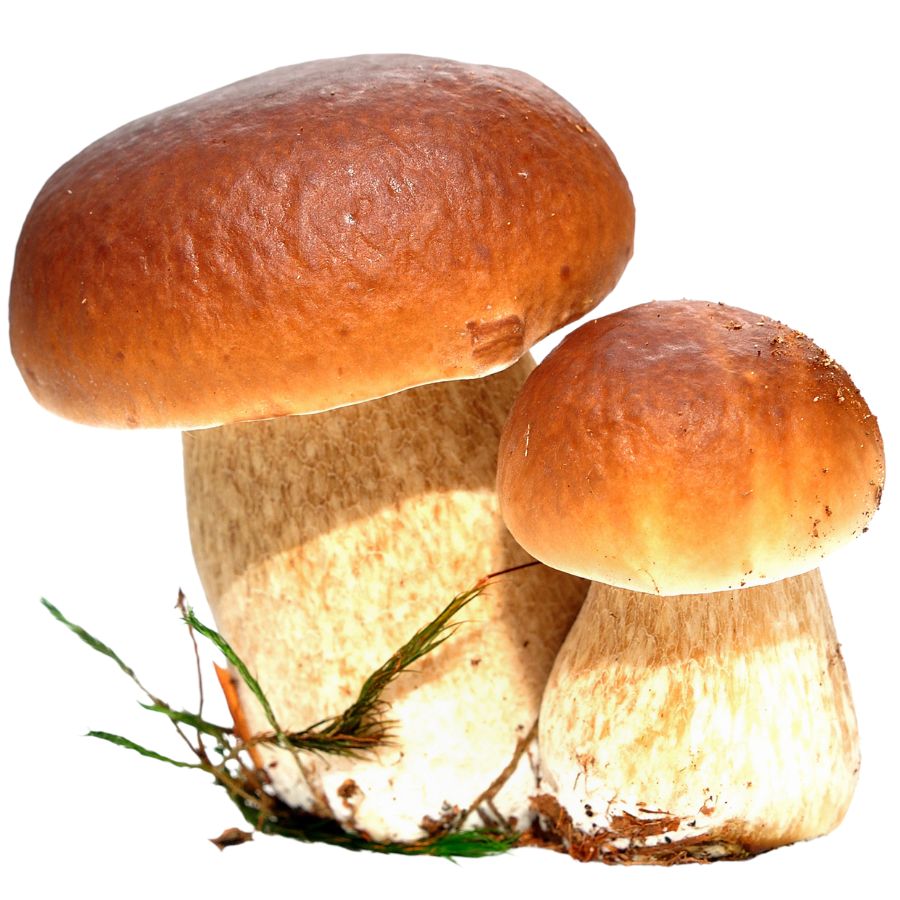 two porcini mushrooms
